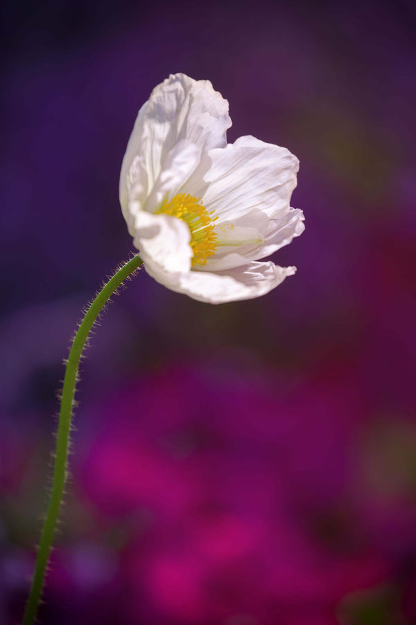 Wall art white tulip photo print for adding colour to your interior decor