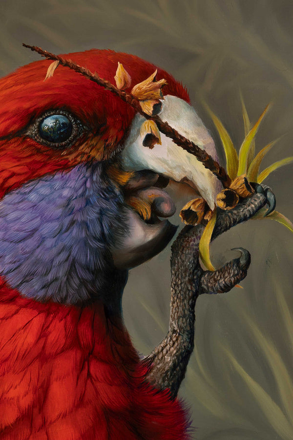 Close up of Crimson Rosella oil painting focussing on the eye and beak area
