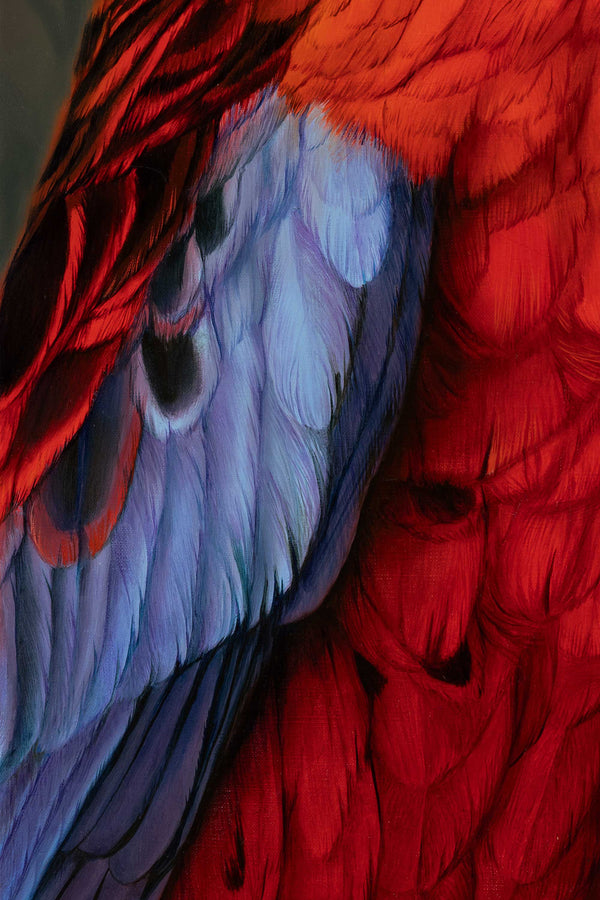 Feather close up of the Crimson Rosella oil painting by Swapnil Nevgi