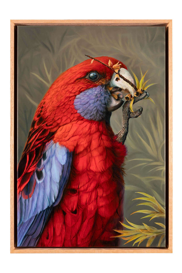 Crimson rosella bird oil painting shown in it's oak float frame