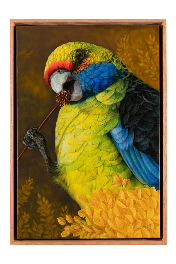 original oil painting of Green Rosella bird by Swapnil Nevgi shown in it's oak float frame