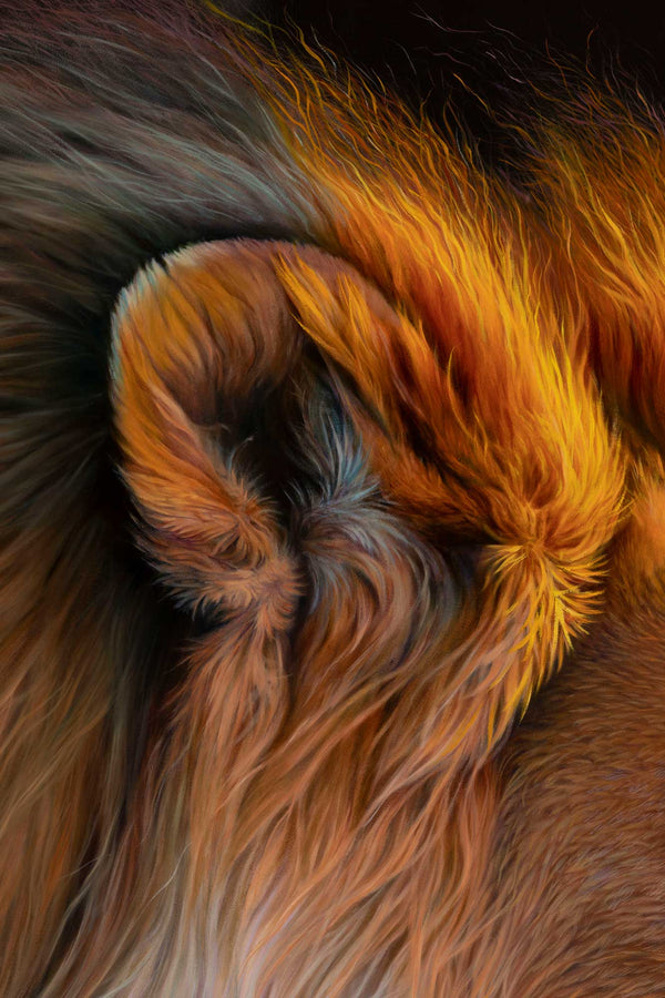 Close up of the ear and fur in the lion portrait original painting by Swapnil Nevgi