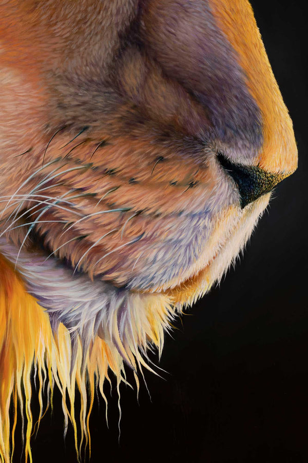 Close up of the nose / mouth in the lion portrait original painting by Swapnil Nevgi