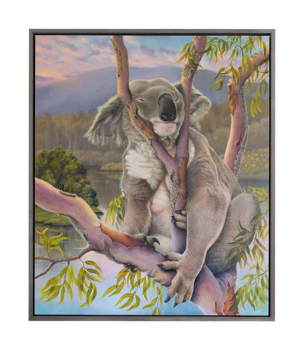 Koala rriginal painting for sale of a Koala sleeping in the middle of the day high up on a gum tree.