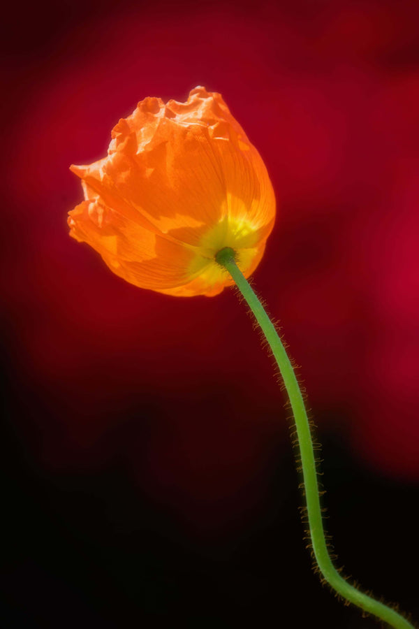 Tulip wall art  to warm up the interior decor or your home or office