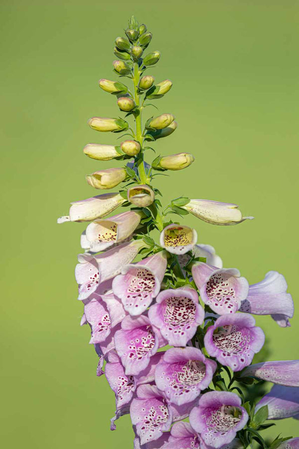 flower photo of pink foxy gloves, wall art for those who love flowers