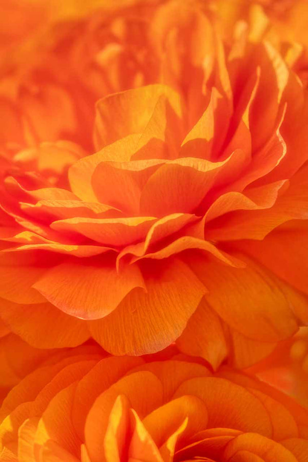 flower photo of orange blossoms, wall art for those who love flowers