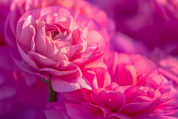 flower photo of pink blossoms, wall art for those who love flowers