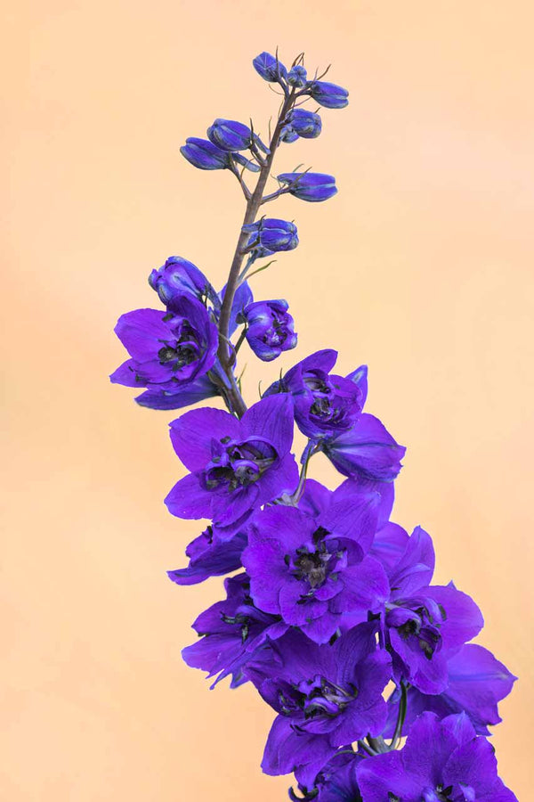 Flower photo print of toxic beauty photo, wall art for floewr lovers