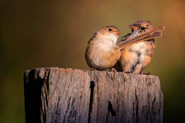 Wildlife photo of fairy wrens, wall art for those who love birds and nature