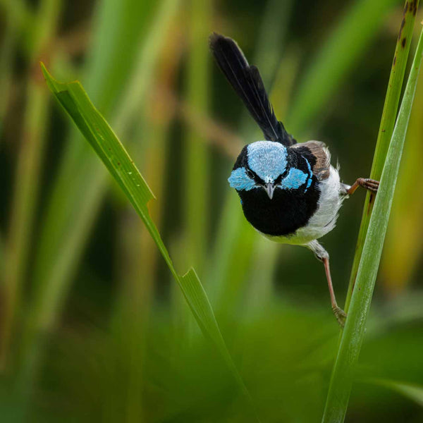 Wildlilfe photo of blue fairy wren on leaves for home decor