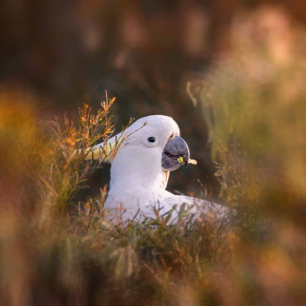 Wildlife photo of sulphur crested cockatoo eating breakfast, wall art for nature lovers