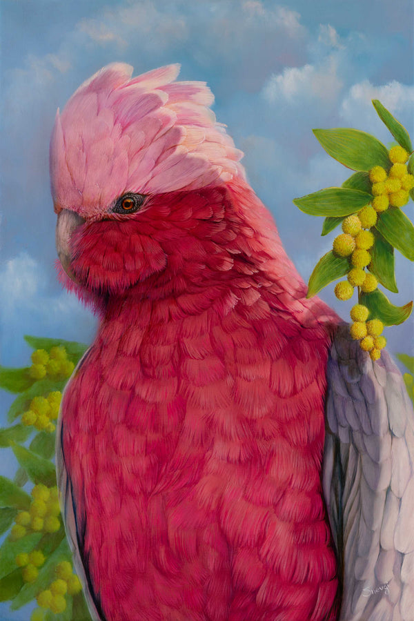 Galah bird wall art created from original painting 'Bella the Galah' by Swapnil Nevgi available in affordable prices