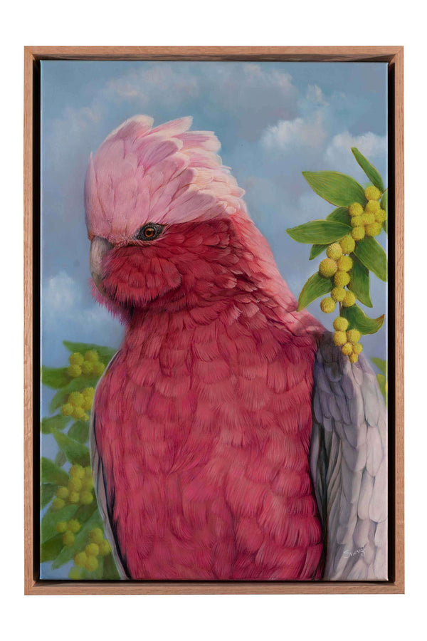 Bella the Galah original oil painting by Swapnil Nevgi shown in it's oak float frame