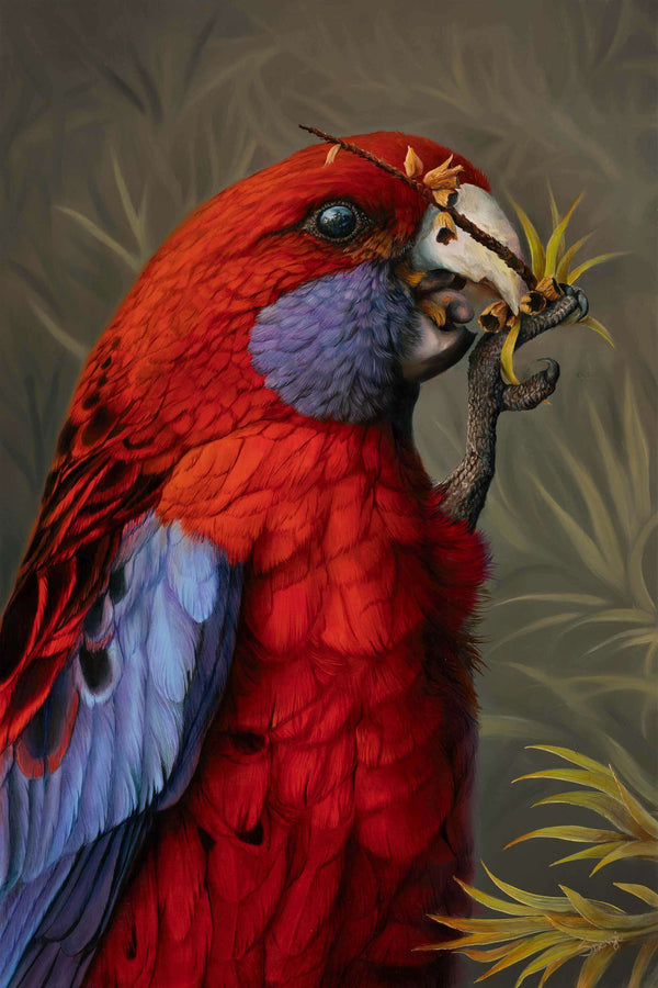 Wall art fine art print by Swapnil Nevgi of Crimson Rosella bird original painting.