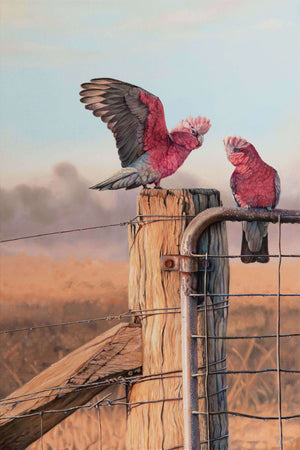 Galahs original oil painting now available as limited edition print