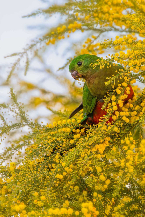 Wildlife photo of a King Parrot - Juvenile in wattle tree, wall art for home or office