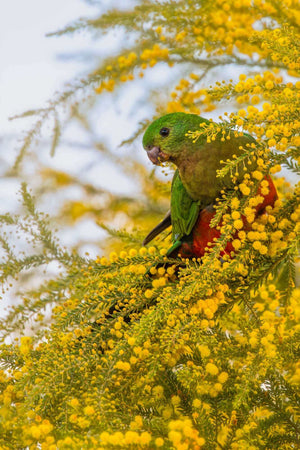 Wildlife photo of a King Parrot - Juvenile in wattle tree, wall art for home or office