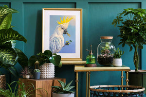 Sunflower thief fine art print showing sulphur crested cockatoo shown in situ.