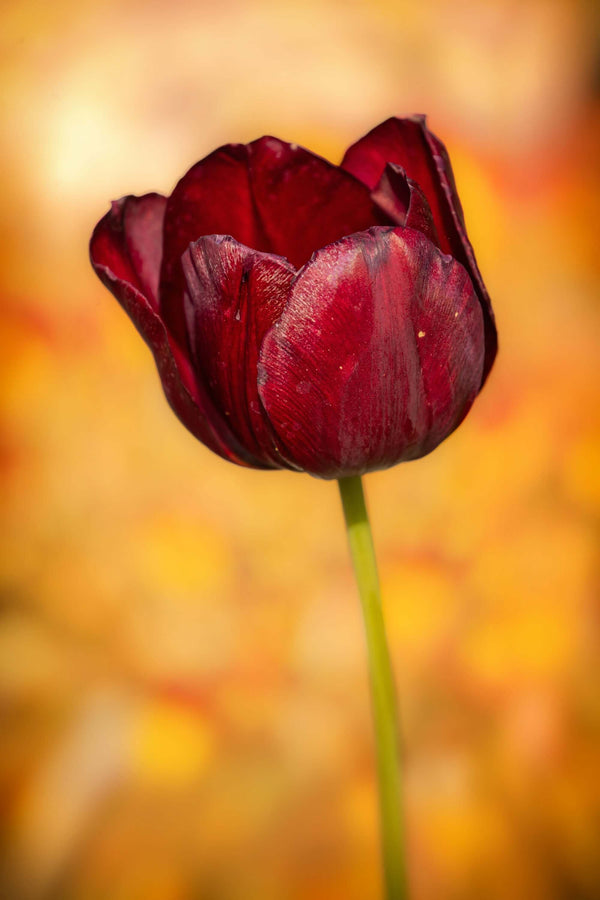 Wall art of crimson tulip on beautiful yellow background to add warmth and welcome to your home.