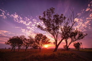 Sunset landscape wall art featuring silhouettes of trees against a violet and golden sky, perfect for adding calm and beauty to home interior décor.
