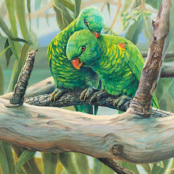 original painting Exclusive Groomer close up of scaly breasted lorikeets