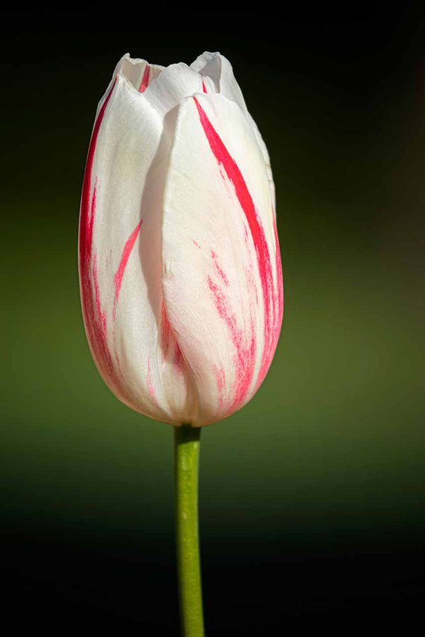 flower photo of tulip, wall art for those who love nature 