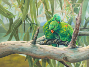 Original oil painting of scaly breasted lorikeets by Australian / Indian artist Swapnil Nevgi