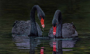 Limited Edition Prints of 'Black Magic' original painting of a pair of black swans - by Swapnil Nevgi Fine Art