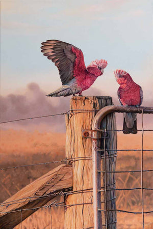 Limited Edition Prints of 'galahs' original painting of galahs sitting on a post - by Swapnil Nevgi Fine Art