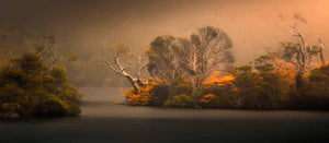 fine art photography print of trees forming dancing like shapes along Dove lake in Tasmania