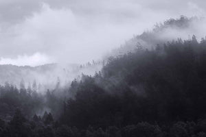 Fine art photography print of a beautiful forest on the hills at Tasmania in mysterious fog