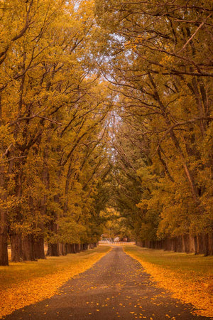 Fine art photography print of trees lined up along the path gone golden in autumn
