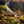 Fine art photography print of Horseshoe Falls ant Hobart, Tasmania