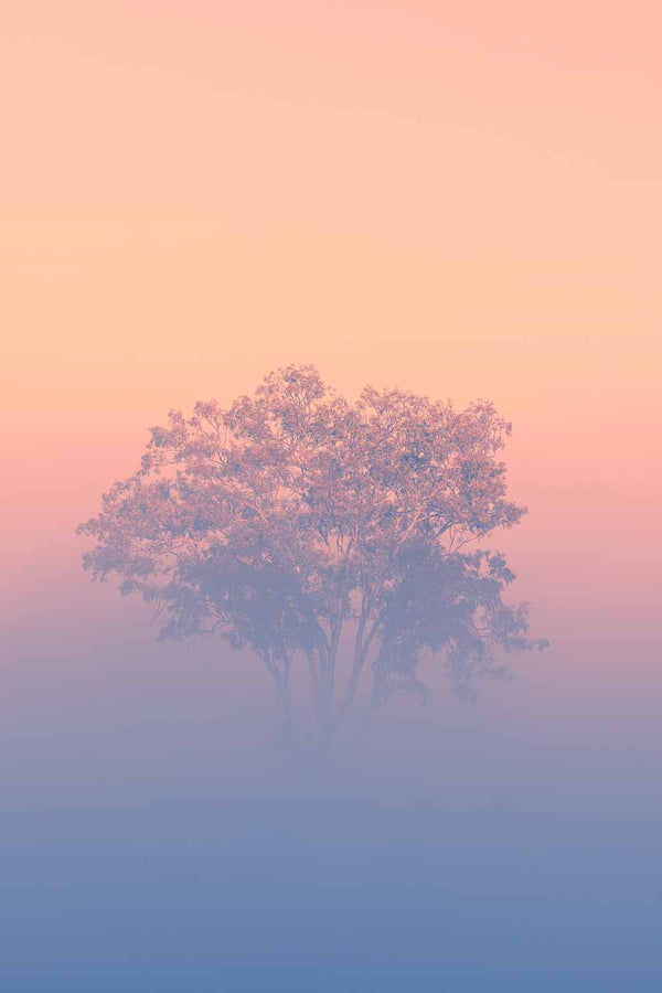 Fine art photography print of a tree in the fog early morning
