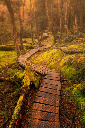 Fine art photography print of forest walk in Tasmanian national park