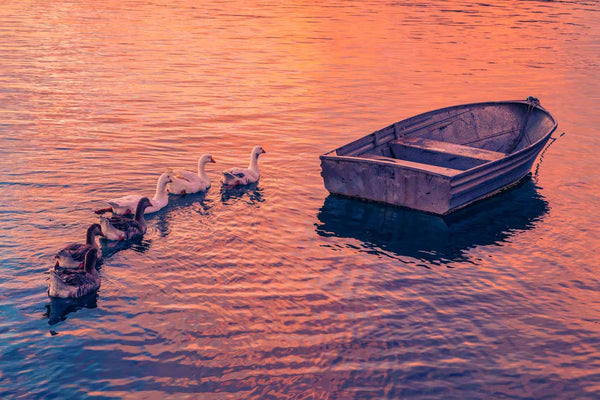 Fine art photography prints of the ducks going in line towards a boat in a lake during sunrise