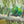 Wall art of scaly breasted lorikeets pair, one grooming the other available as a paper print for your home - created from my original painting