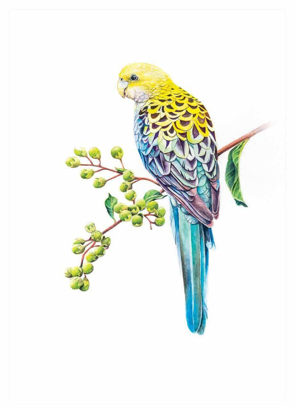 Wall art of this gorgeous pale headed rosella enjoying seeds of crepe myrtle tree available as paper print in a3, a5 and a5 sizes - created from my original painting