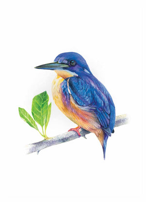 Wall art of azure kingfisher bird available as paper print in a3, a4 and a5 size - created from my original painting