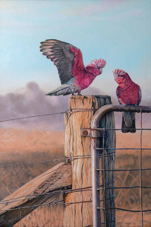 Wall art to suit any home décor of male galah bird approaching the female galah bird available as canvas print - created from my original painting