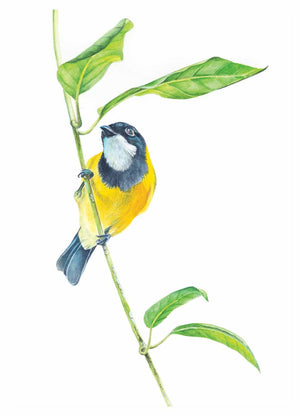 Golden whistler wall art available as paper print in sizes a3, a4 and a5 for your home or office interior décor - created from my original painting