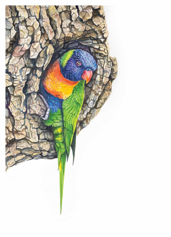 This exceptional painting of rainbow lorikeets is now available as wall art prints in a3, a4 and a5 sizes - created from my original painting