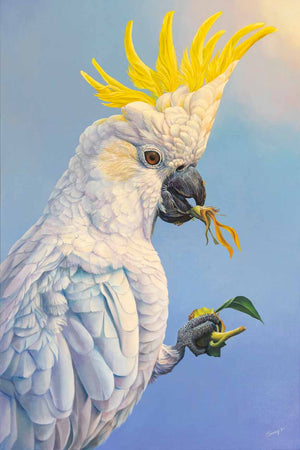 Notorious sulpher crested cockatoo stealing my sunflower for his breakfast actually makes an amazing wall art created from my original painting available as paper print