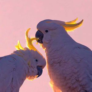 Wildlife photo of sulpher crested cockatoo, wall art for those who love birds