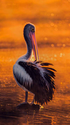 Wildlife photo of a Pelican bird, wall art for those who love birds