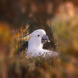 Wildlife photo of sulphur crested cockatoo eating breakfast, wall art for nature lovers